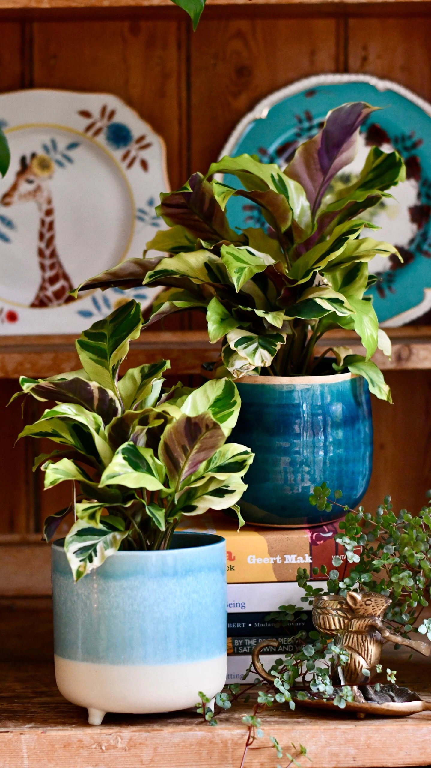 Calathea Yellow Fusion 3 Calathea Yellow Fusion - Image 3