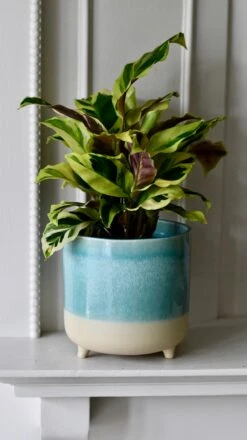 3 Leg Ceramic Reactive Glaze Indoor Plant Pot Mint Aqua (9cm Pot) -Plant Sale Store DSC 2600 d2c19449 94ef 44d7 b068 71bdfce00071