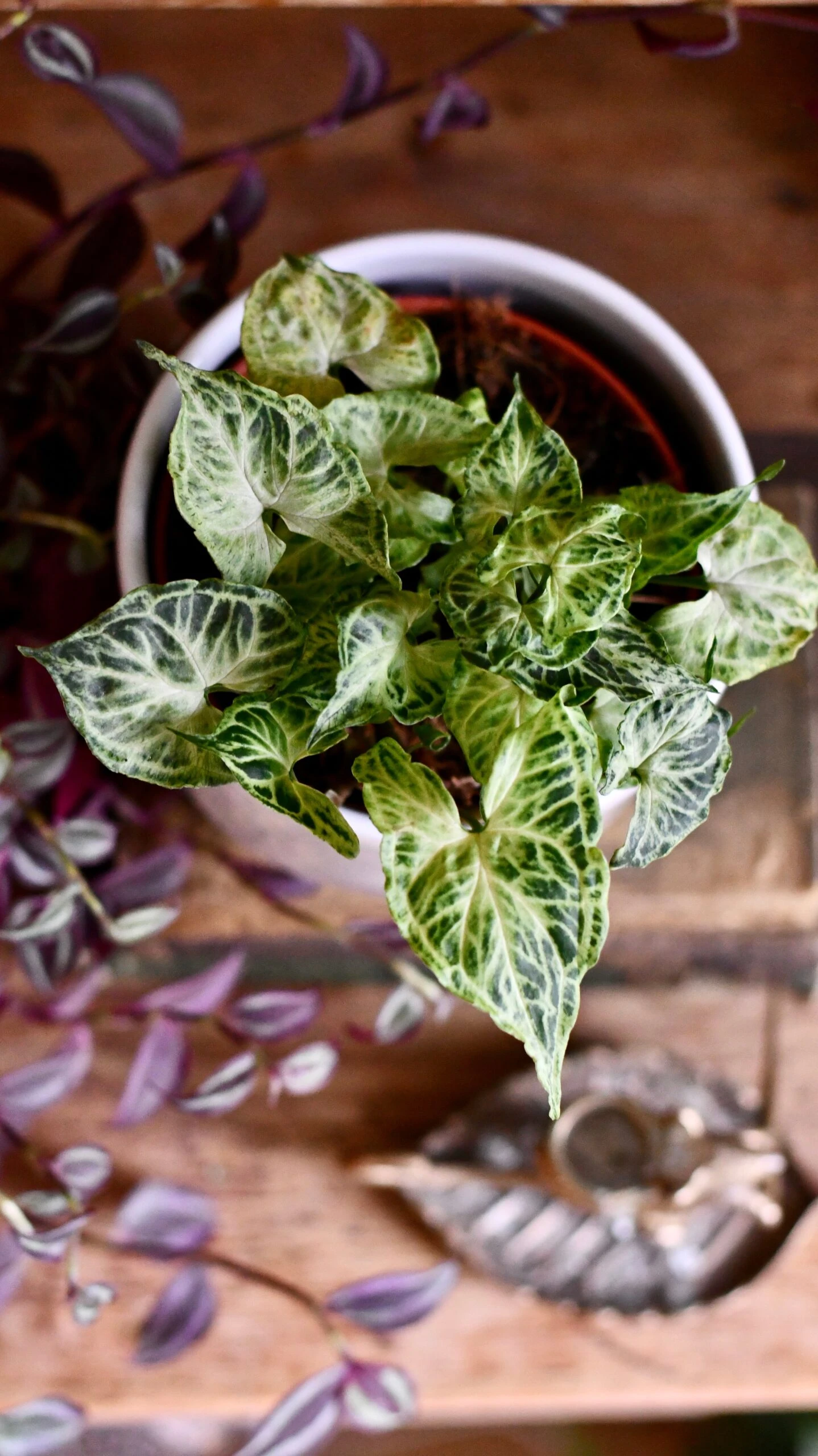 Syngonium Podophyllum 'Batik' 1 Syngonium Podophyllum 'Batik'