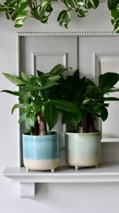 Mini Money Tree (Fortune Tree Or Pachira Aquatica)