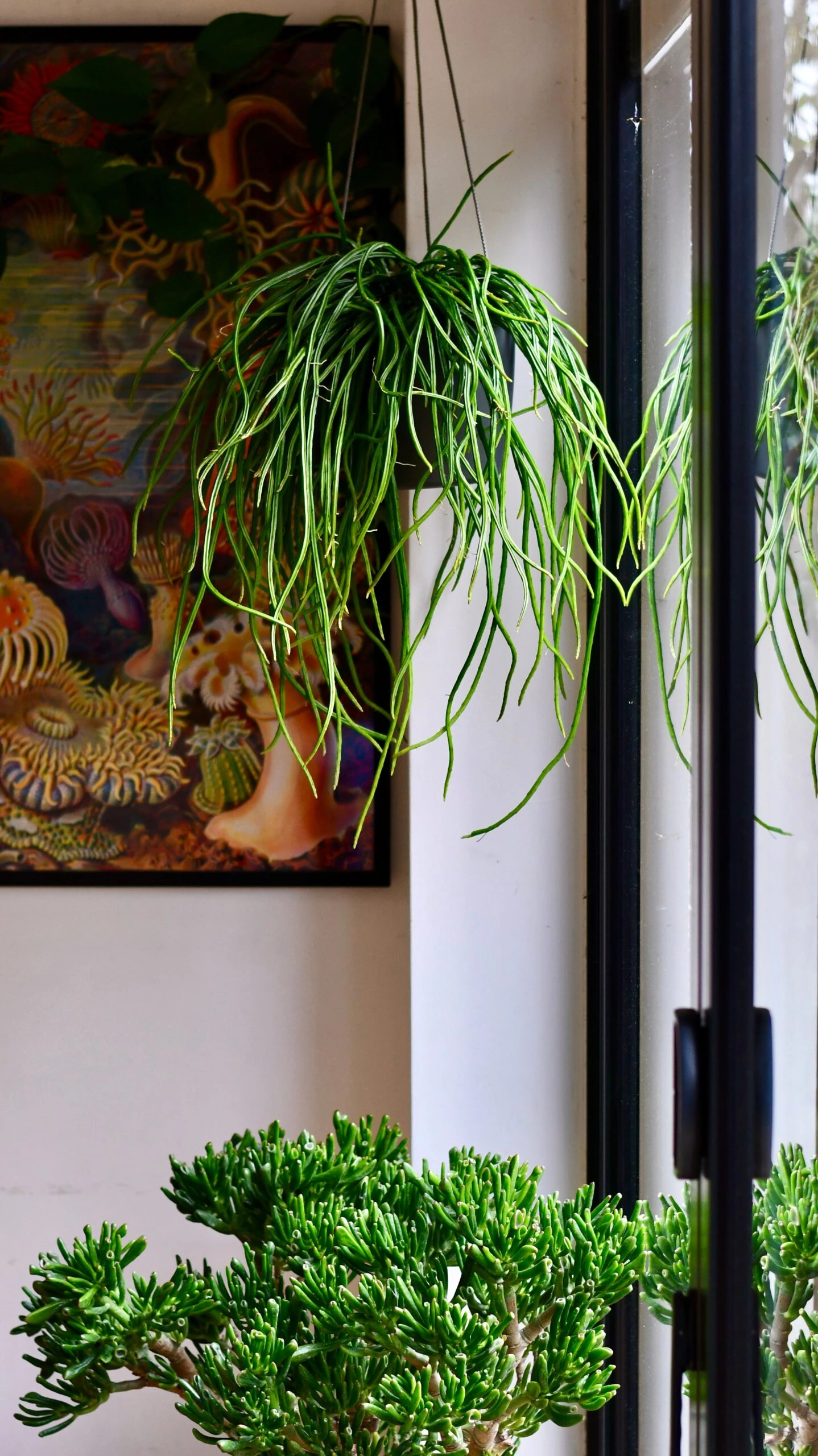 Moonlight Cactus Or Selenicereus Wercklei 1 Moonlight Cactus Or Selenicereus Wercklei