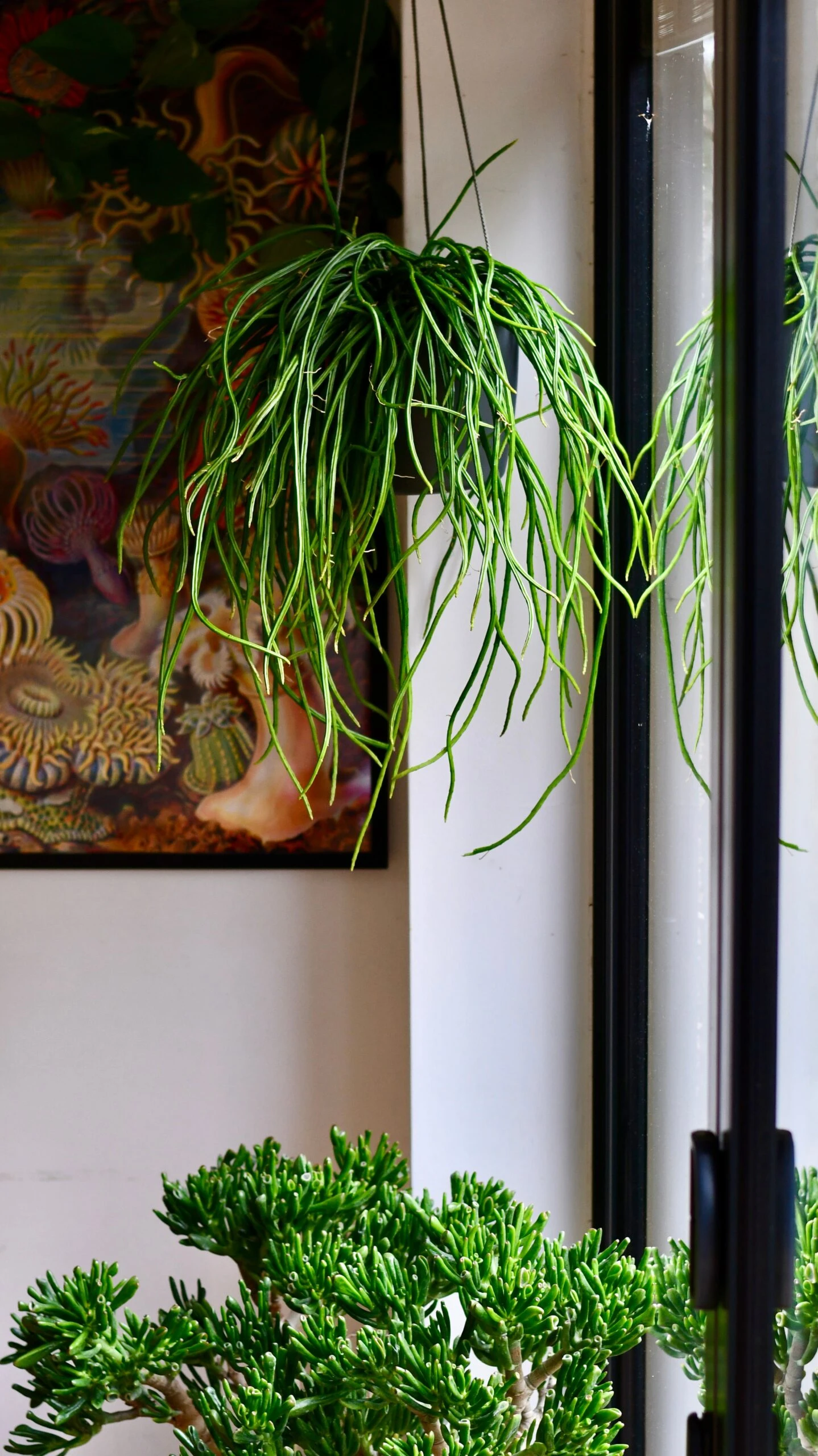 Moonlight Cactus Or Selenicereus Wercklei 3 Moonlight Cactus Or Selenicereus Wercklei - Image 3