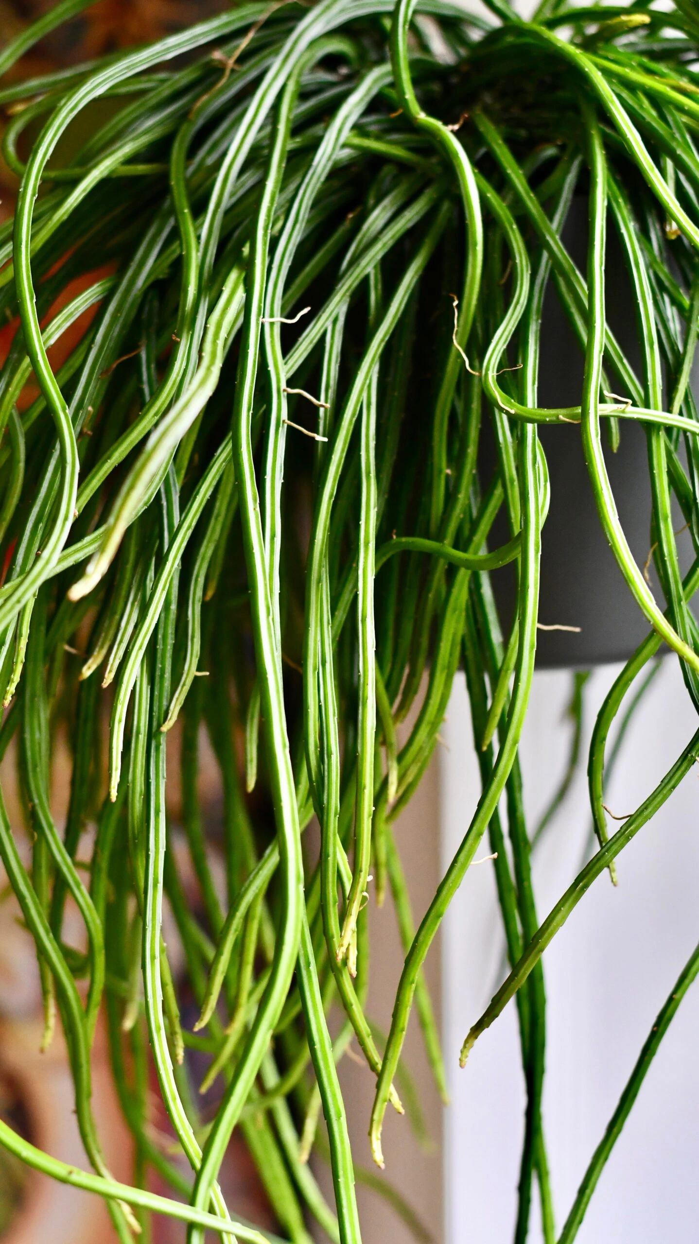 Moonlight Cactus Or Selenicereus Wercklei 2 Moonlight Cactus Or Selenicereus Wercklei - Image 2