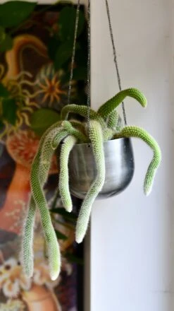 Hildenwintera Colademononis Or Monkey Tail Cactus, 8 Hildenwintera Colademononis Or Monkey Tail Cactus, -Plant Sale Store DSC 2648