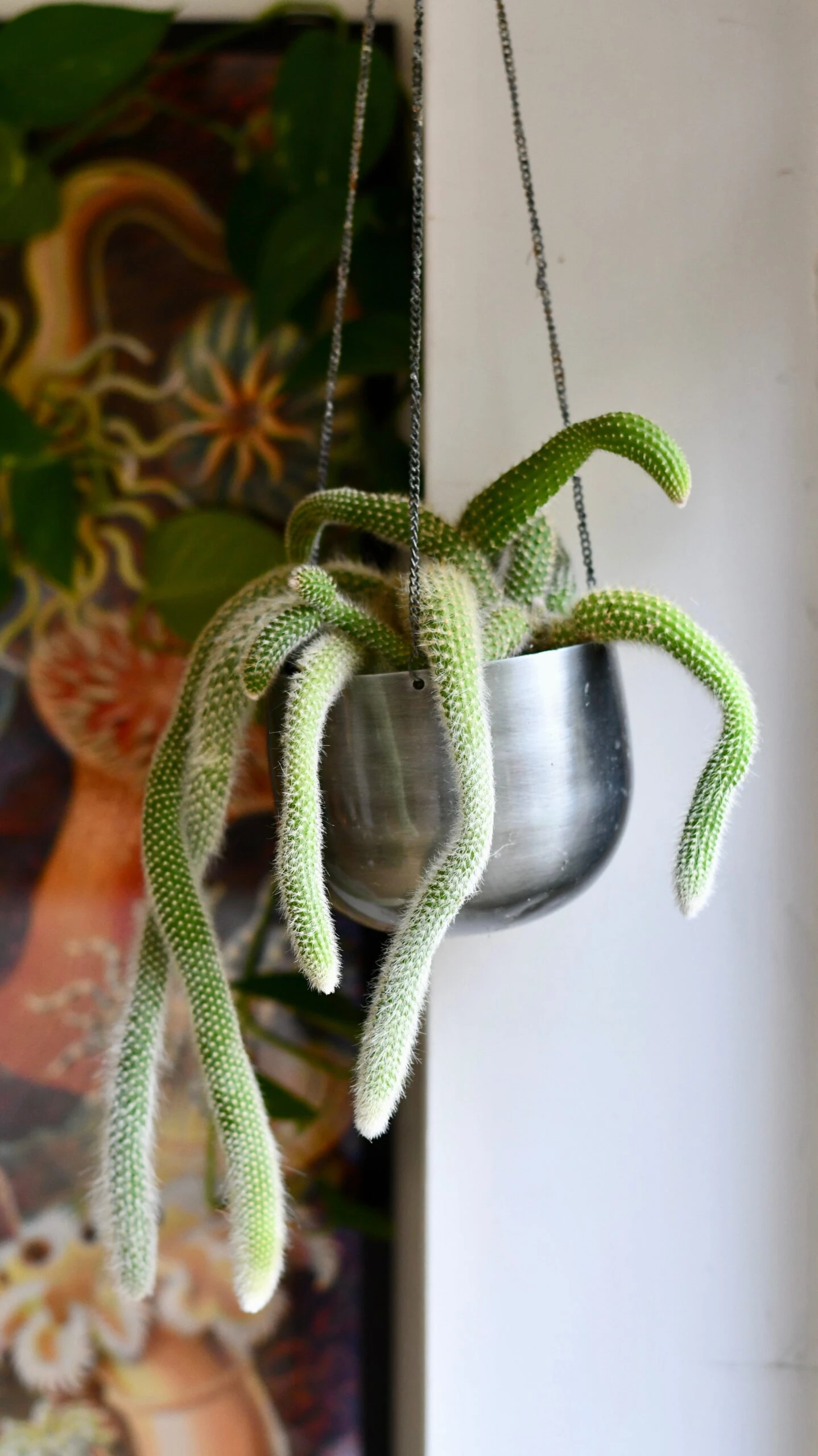 Hildenwintera Colademononis Or Monkey Tail Cactus, 3 Hildenwintera Colademononis Or Monkey Tail Cactus, - Image 3