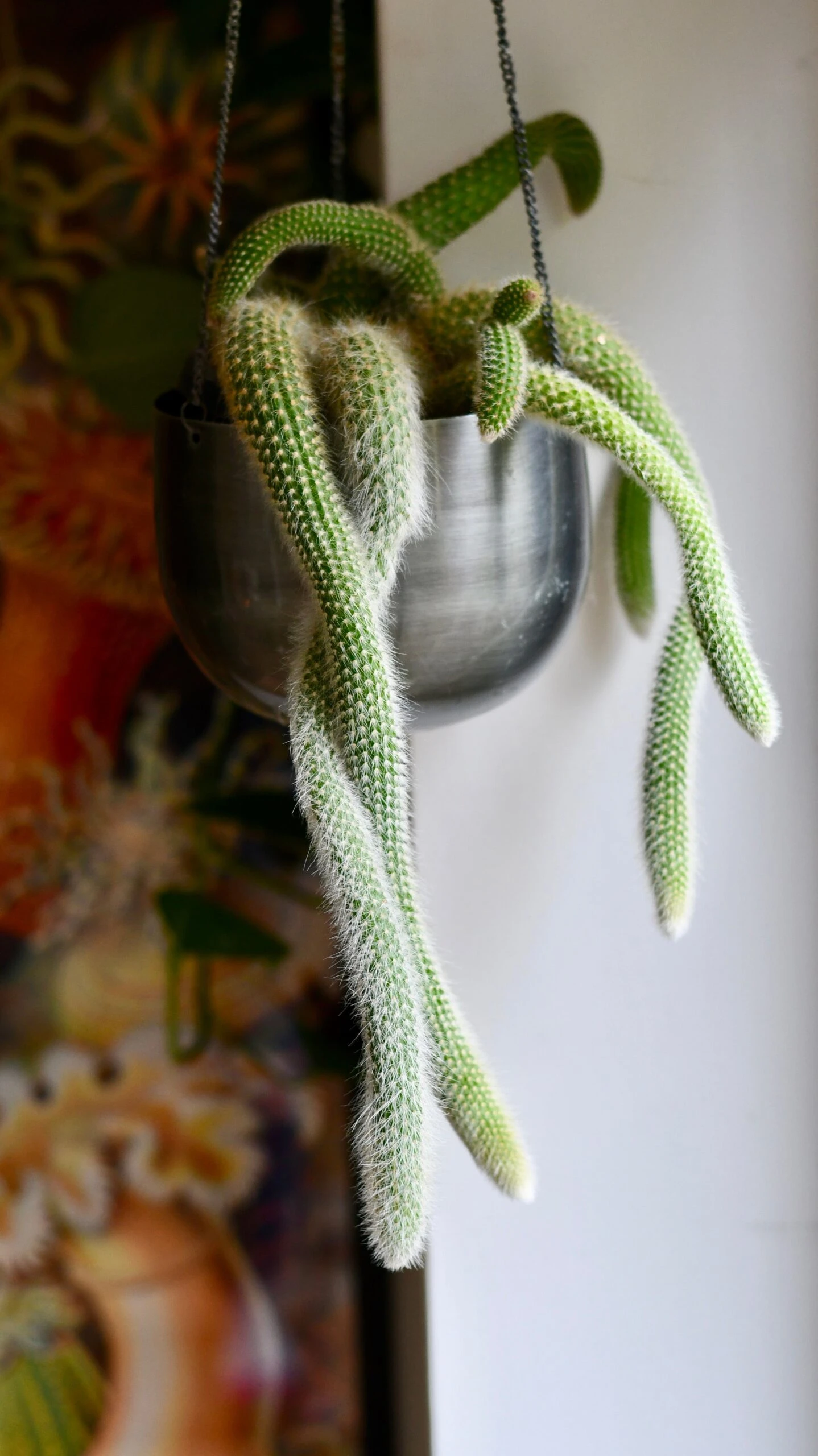 Hildenwintera Colademononis Or Monkey Tail Cactus, 1 Hildenwintera Colademononis Or Monkey Tail Cactus,