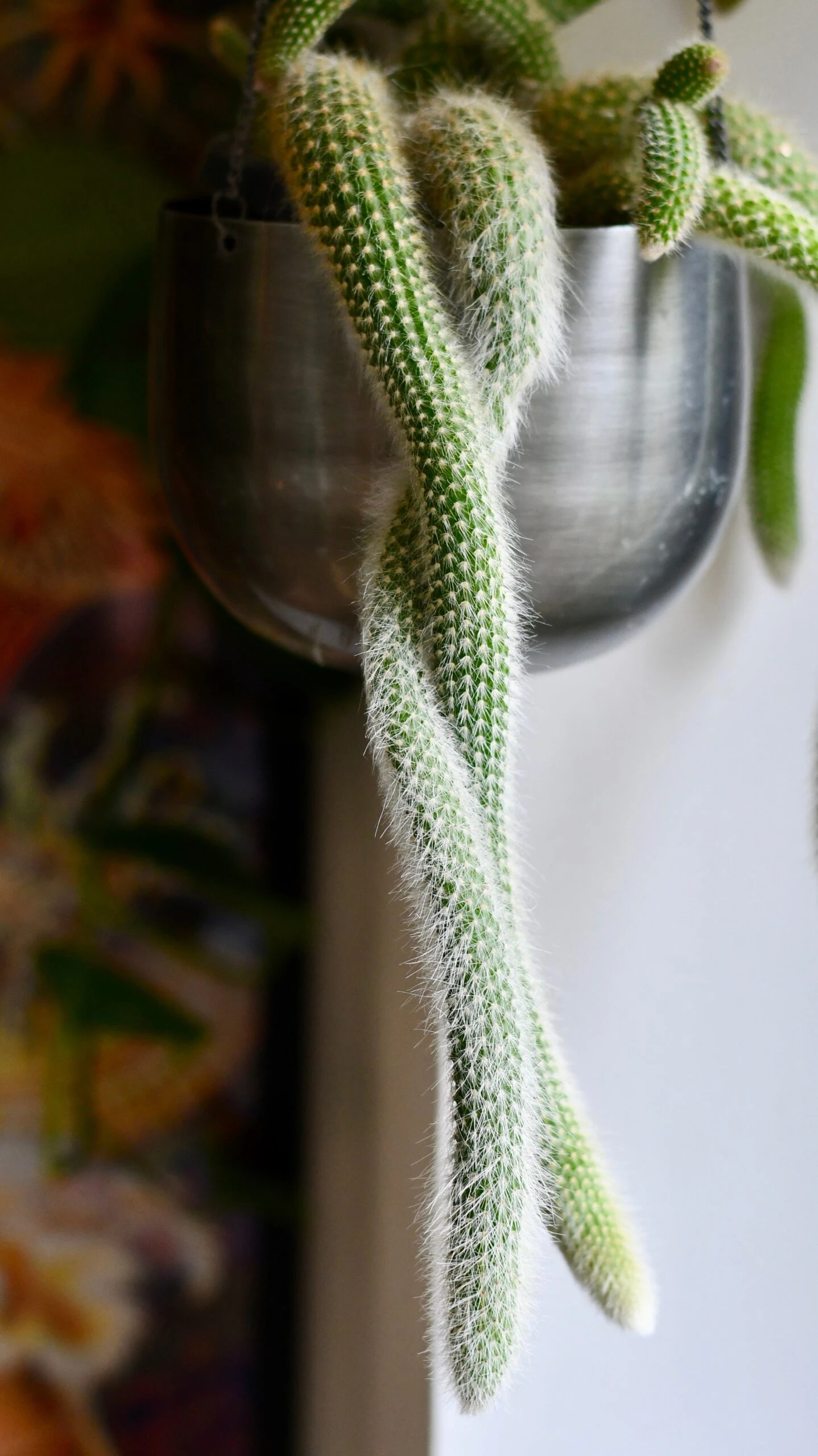 Hildenwintera Colademononis Or Monkey Tail Cactus, 4 Hildenwintera Colademononis Or Monkey Tail Cactus, - Image 4