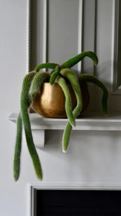 Hildenwintera Colademononis Or Monkey Tail Cactus, 11 Hildenwintera Colademononis Or Monkey Tail Cactus, -Plant Sale Store DSC 2671