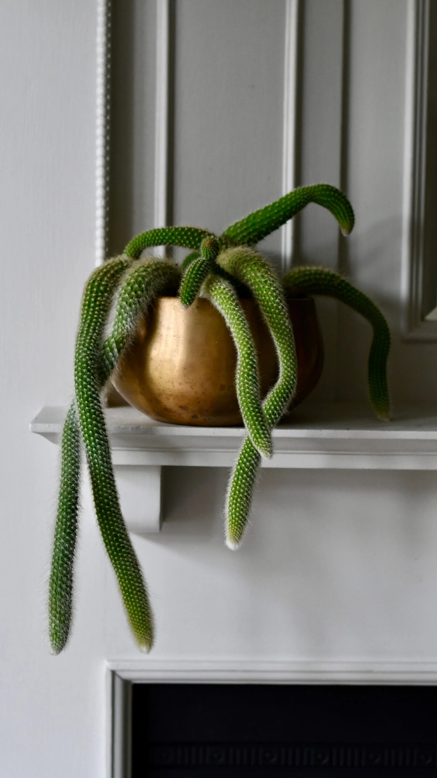 Hildenwintera Colademononis Or Monkey Tail Cactus, 6 Hildenwintera Colademononis Or Monkey Tail Cactus, - Image 6