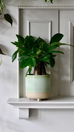 3 Leg Ceramic Reactive Glaze Indoor Plant Pot Mint Green (9cm Pot) -Plant Sale Store DSC 2676