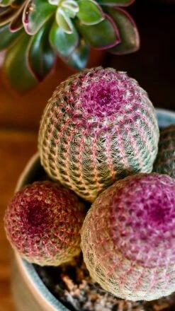 Echinocereus Rigidissimus Rubrispinus (rainbow Hedgehog Cactus) -Plant Sale Store DSC 2695