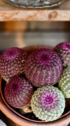 Echinocereus Rigidissimus Rubrispinus (rainbow Hedgehog Cactus) -Plant Sale Store DSC 2704