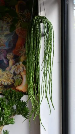 Rhipsalis Paradoxa, The Chain Cactus 6 Rhipsalis Paradoxa, The Chain Cactus -Plant Sale Store DSC 2748