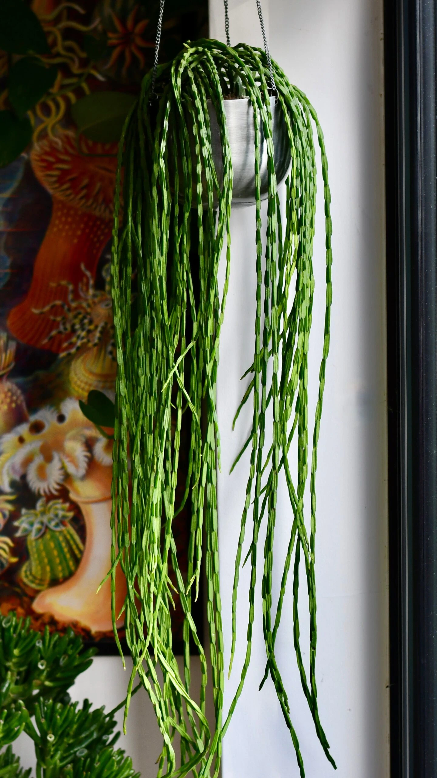 Rhipsalis Paradoxa, The Chain Cactus 2 Rhipsalis Paradoxa, The Chain Cactus - Image 2