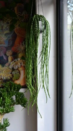 Rhipsalis Paradoxa, The Chain Cactus