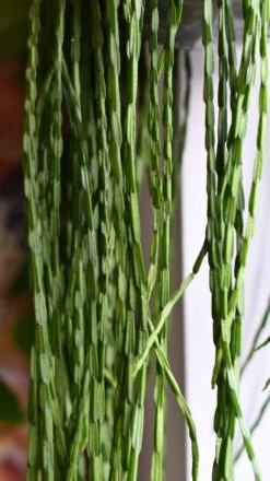 Rhipsalis Paradoxa, The Chain Cactus 7 Rhipsalis Paradoxa, The Chain Cactus -Plant Sale Store DSC 2758