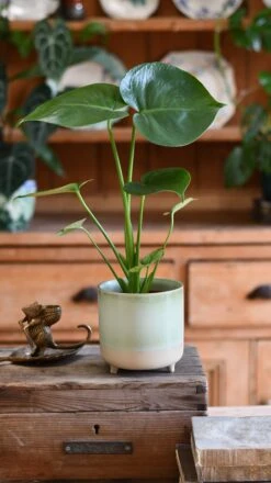 Mini Monstera Deliciosa (Swiss Cheese Plant) -Plant Sale Store DSC 2804