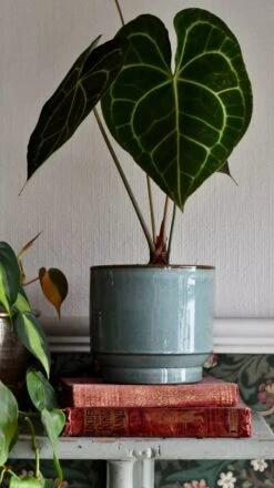 Aqua Premium Glaze Planter (14cm Indoor Plant Pot) -Plant Sale Store DSC 2905