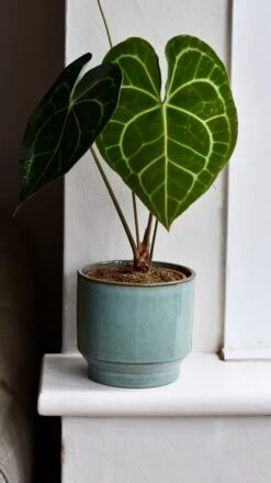 Aqua Premium Glaze Planter (14cm Indoor Plant Pot) -Plant Sale Store DSC 2909