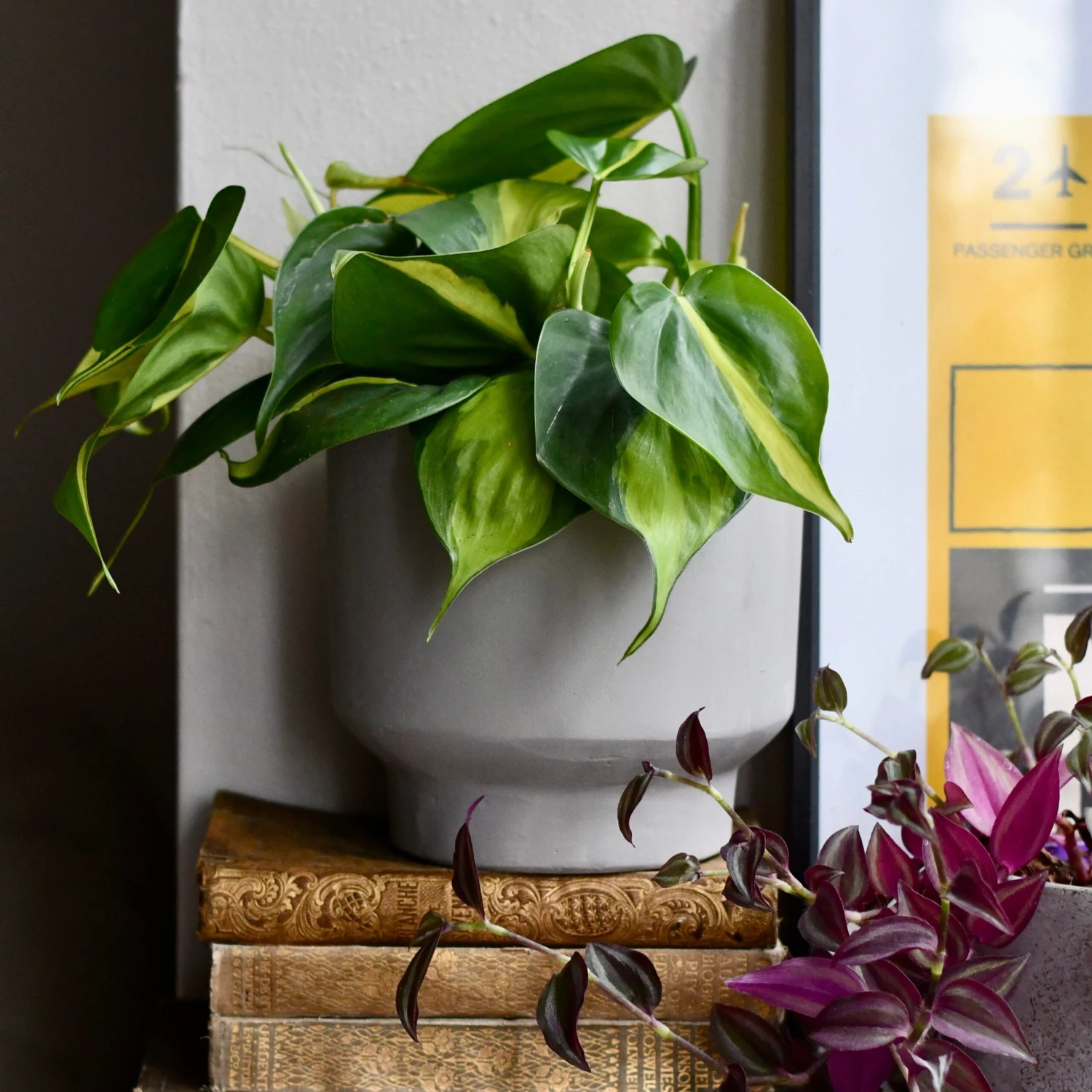 Cement Matt Planter 15cm 1 Cement Matt Planter 15cm