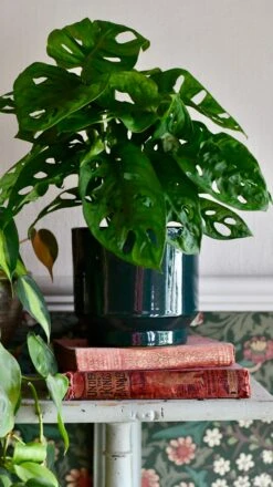 Forest Green Premium Glaze Planter (14cm Indoor Plant Pot) 11 Forest Green Premium Glaze Planter (14cm Indoor Plant Pot) -Plant Sale Store DSC 2929