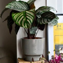 Aries Grey Premium Glaze Handle Planter (14cm Indoor Plant Pot)