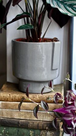 Aries Grey Premium Glaze Handle Planter (14cm Indoor Plant Pot) -Plant Sale Store DSC 2944