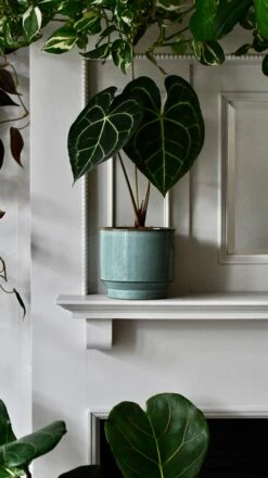 Aqua Premium Glaze Planter (14cm Indoor Plant Pot) -Plant Sale Store DSC 2949