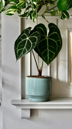 Aqua Premium Glaze Planter (14cm Indoor Plant Pot) -Plant Sale Store DSC 2953