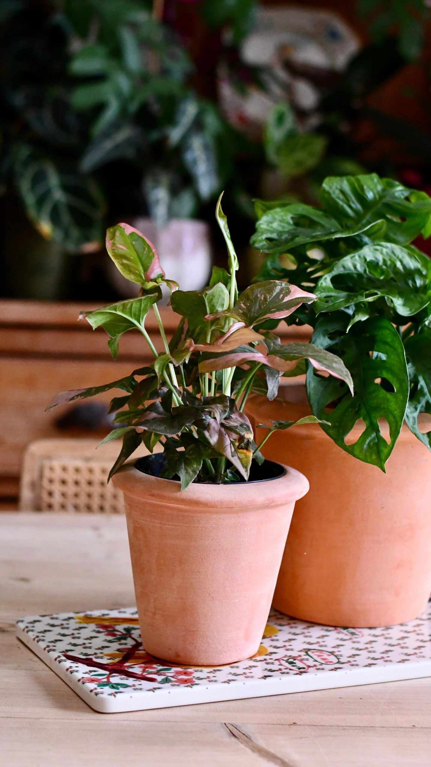 Terracotta Indoor Plant Pots 11cm 2 Terracotta Indoor Plant Pots 11cm - Image 2