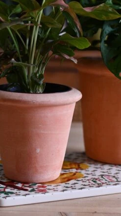 Terracotta Indoor Plant Pots 11cm 9 Terracotta Indoor Plant Pots 11cm -Plant Sale Store DSC 2992