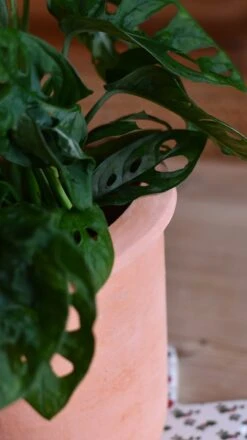 Terracotta Indoor Plant Pot 15cm -Plant Sale Store DSC 3007