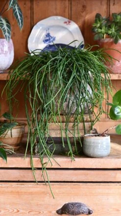 Rhipsalis Floccosa -Plant Sale Store DSC 3027