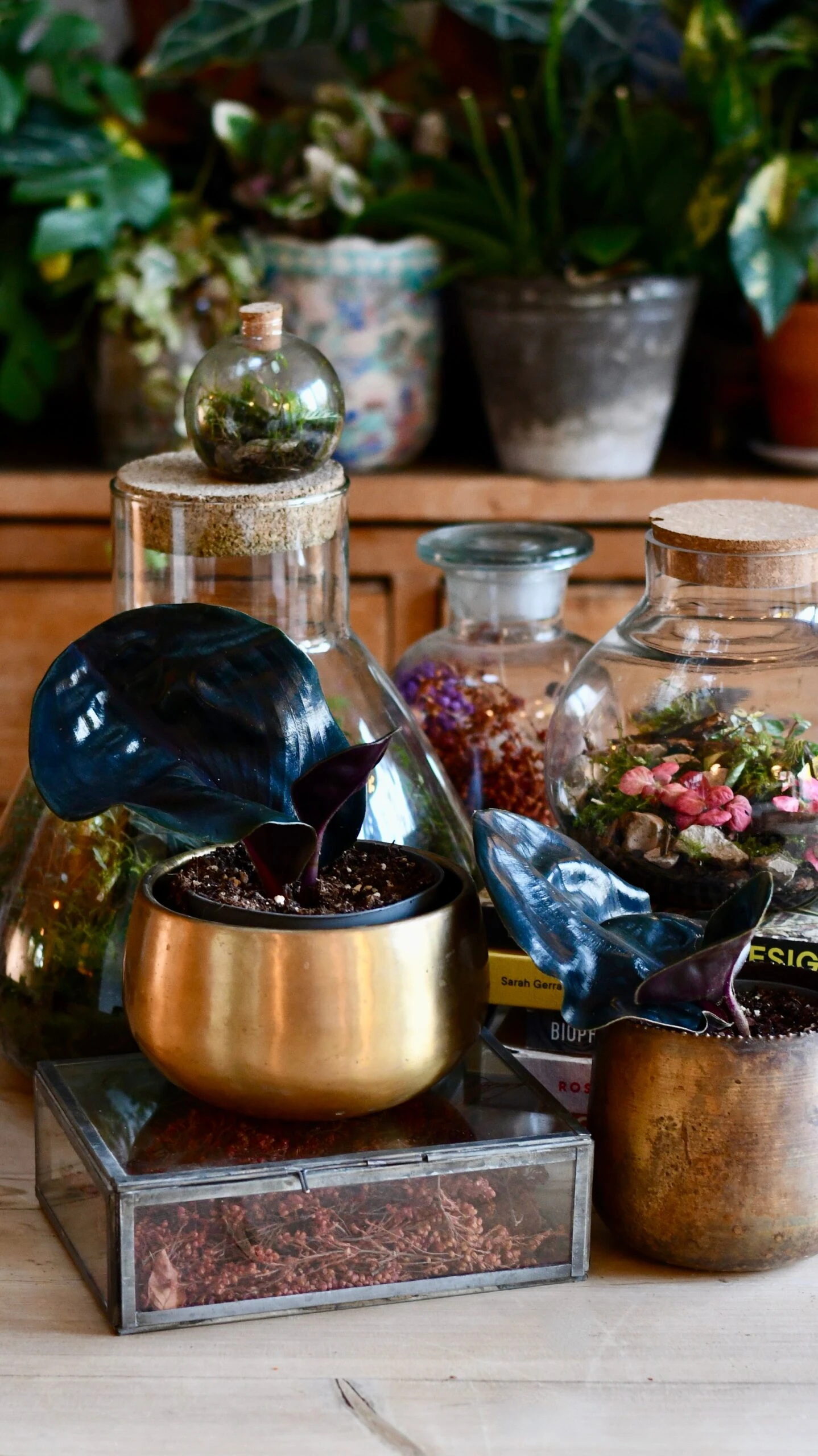 Geogenanthus Ciliatus Midnight Pearl 1 Geogenanthus Ciliatus Midnight Pearl