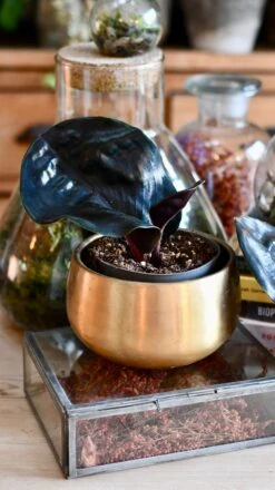 Geogenanthus Ciliatus Midnight Pearl 7 Geogenanthus Ciliatus Midnight Pearl -Plant Sale Store DSC 3084