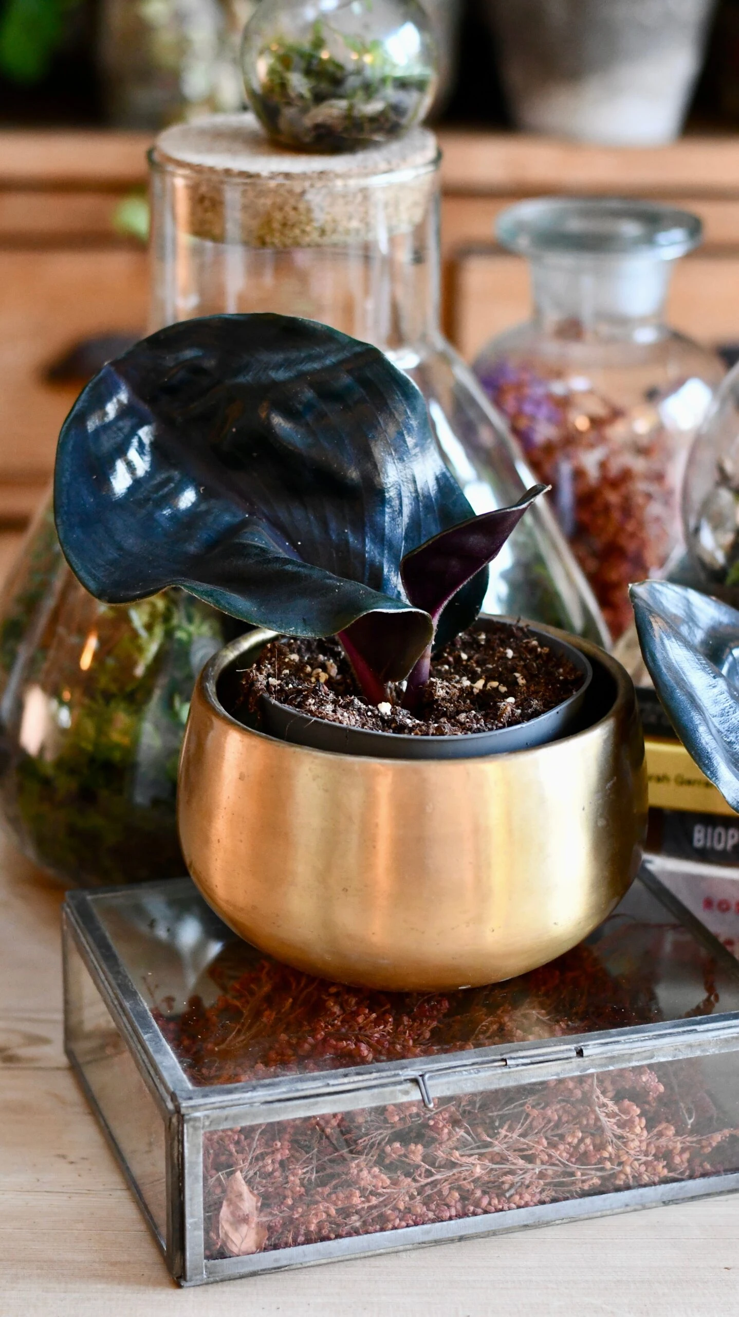 Geogenanthus Ciliatus Midnight Pearl 3 Geogenanthus Ciliatus Midnight Pearl - Image 3