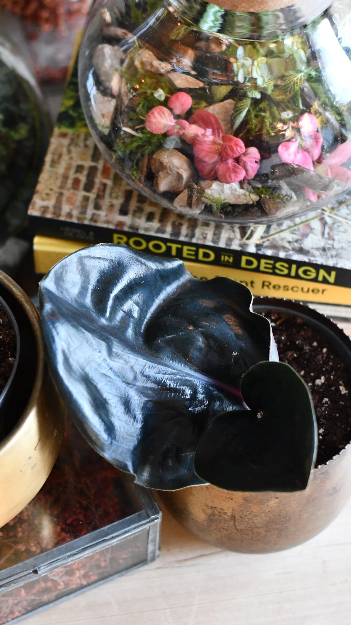 Geogenanthus Ciliatus Midnight Pearl 2 Geogenanthus Ciliatus Midnight Pearl - Image 2