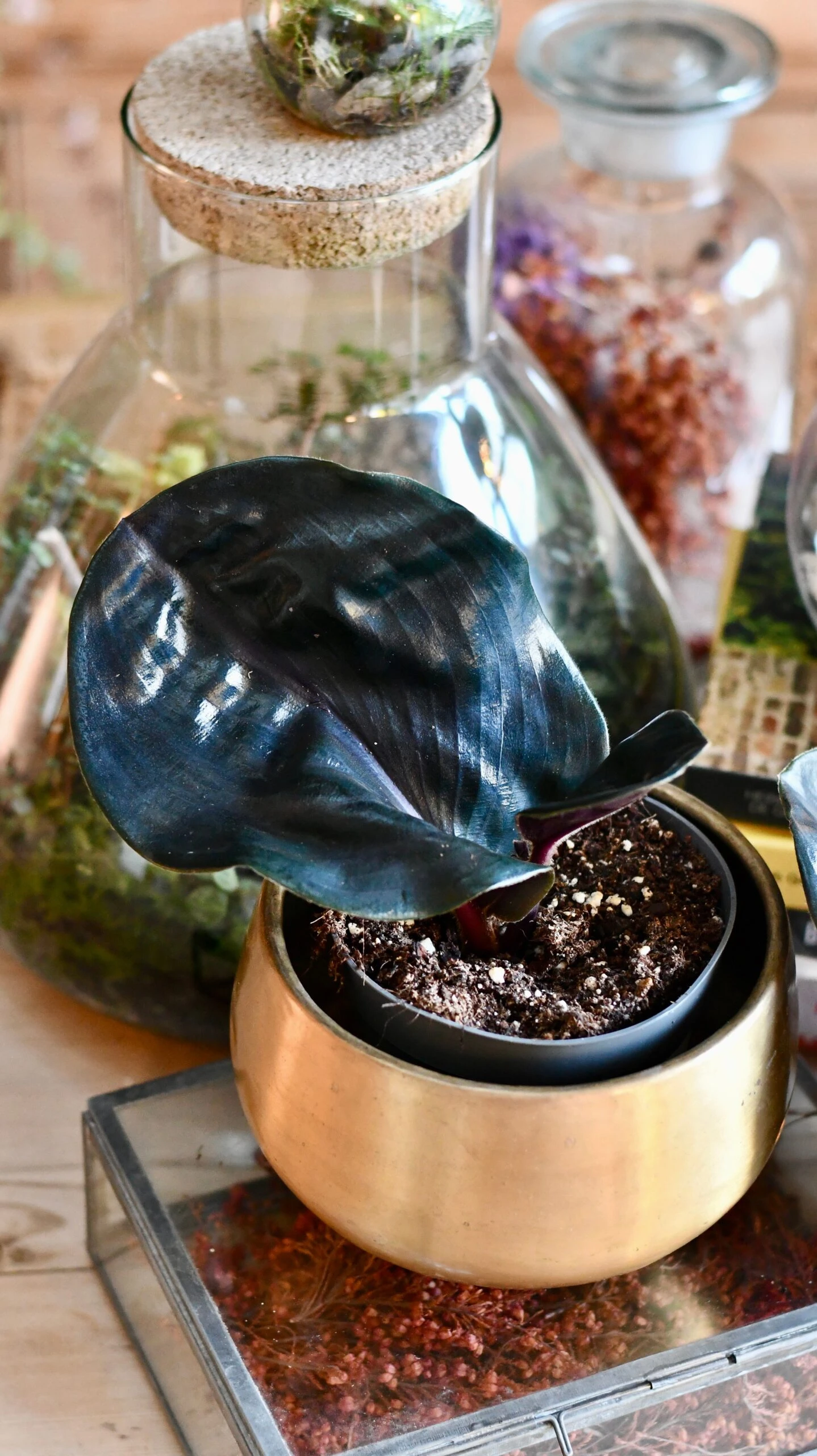 Geogenanthus Ciliatus Midnight Pearl 4 Geogenanthus Ciliatus Midnight Pearl - Image 4