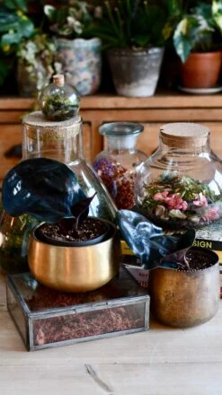 Geogenanthus Ciliatus Midnight Pearl 9 Geogenanthus Ciliatus Midnight Pearl -Plant Sale Store DSC 3098