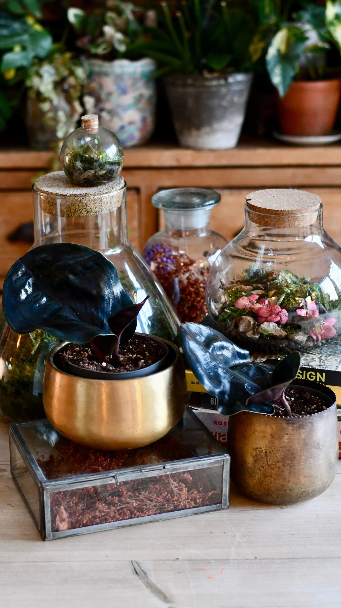 Geogenanthus Ciliatus Midnight Pearl 5 Geogenanthus Ciliatus Midnight Pearl - Image 5