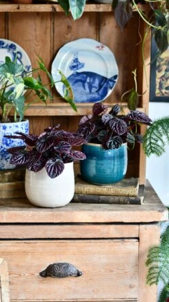 Peperomia Caperata Red Luna 7 Peperomia Caperata Red Luna -Plant Sale Store DSC 3235