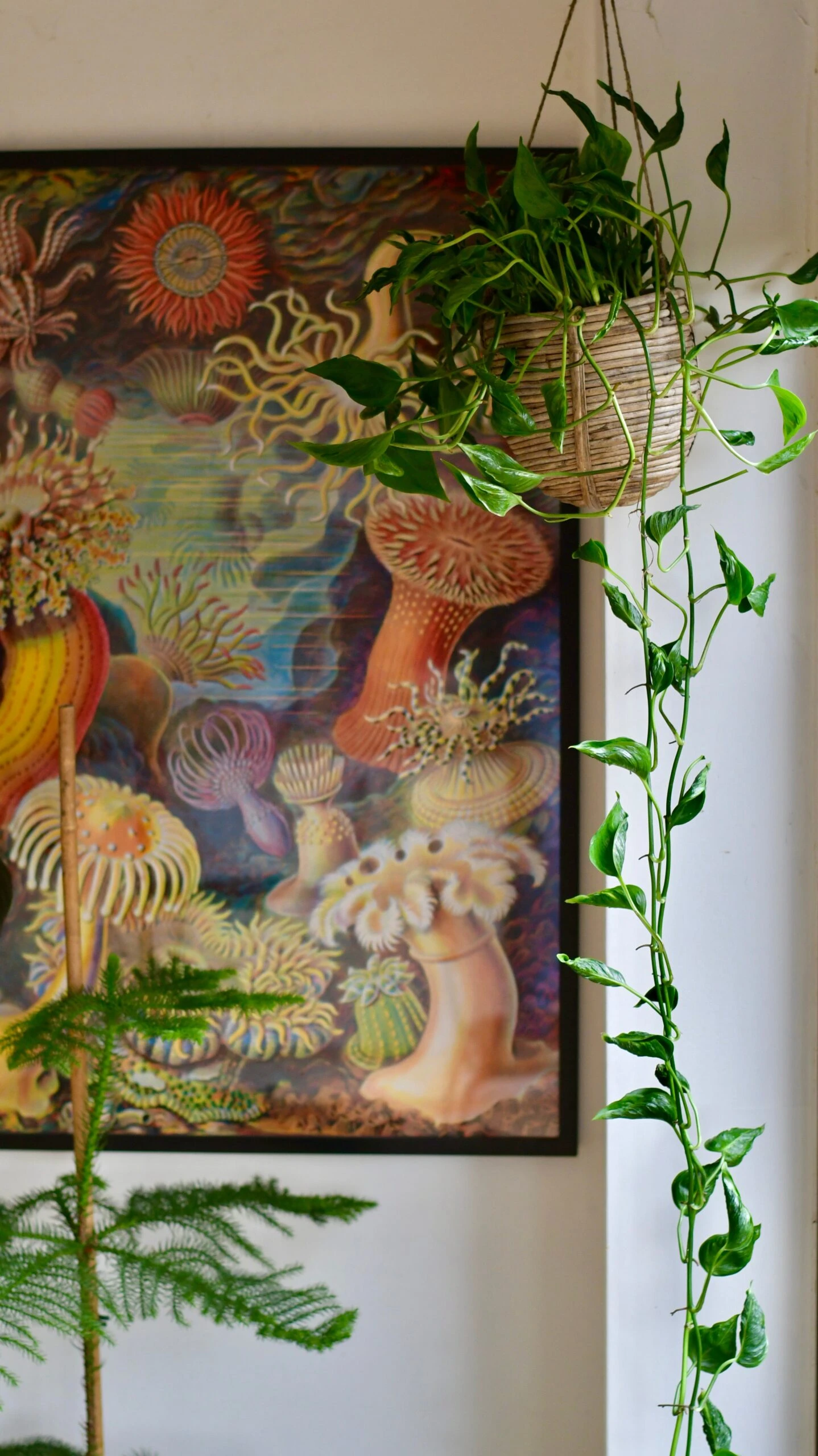 Epipremnum Aureum Shangri La, Javelin Or Sleeping Pothos 3 Epipremnum Aureum Shangri La, Javelin Or Sleeping Pothos - Image 3