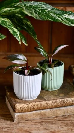 Baby Pink Princess Philodendron -Plant Sale Store DSC 3946