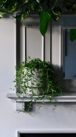 Senecio Radicans (Senecio, String Of Bananas, String Of Beans)