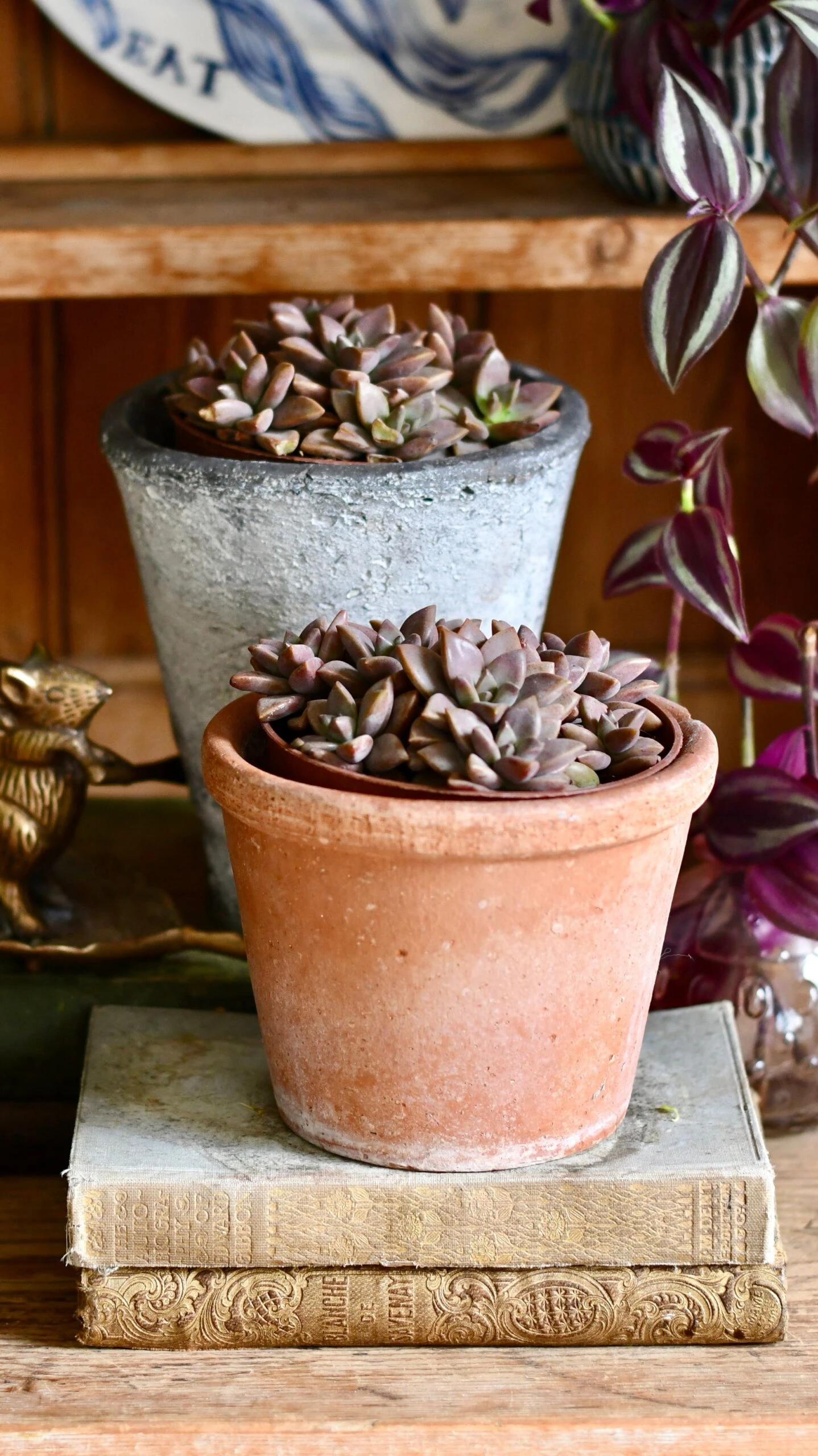 Sedum ‘Bordeaux Heart’ 5 Sedum ‘Bordeaux Heart’ - Image 5