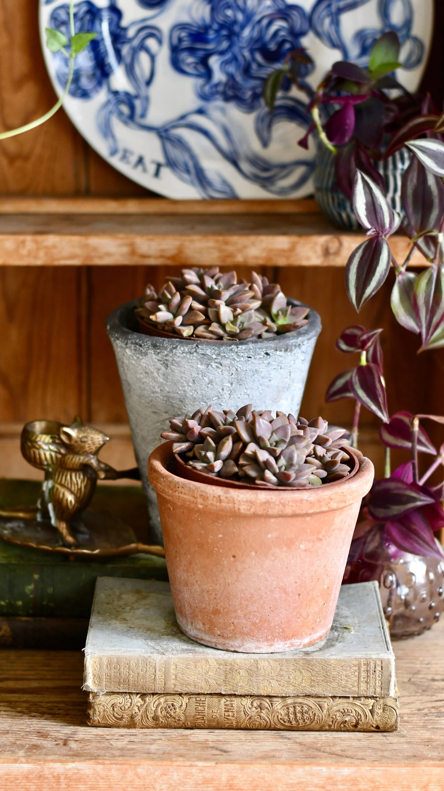 Sedum ‘Bordeaux Heart’ 4 Sedum ‘Bordeaux Heart’ - Image 4