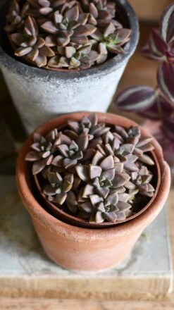 Sedum ‘Bordeaux Heart’