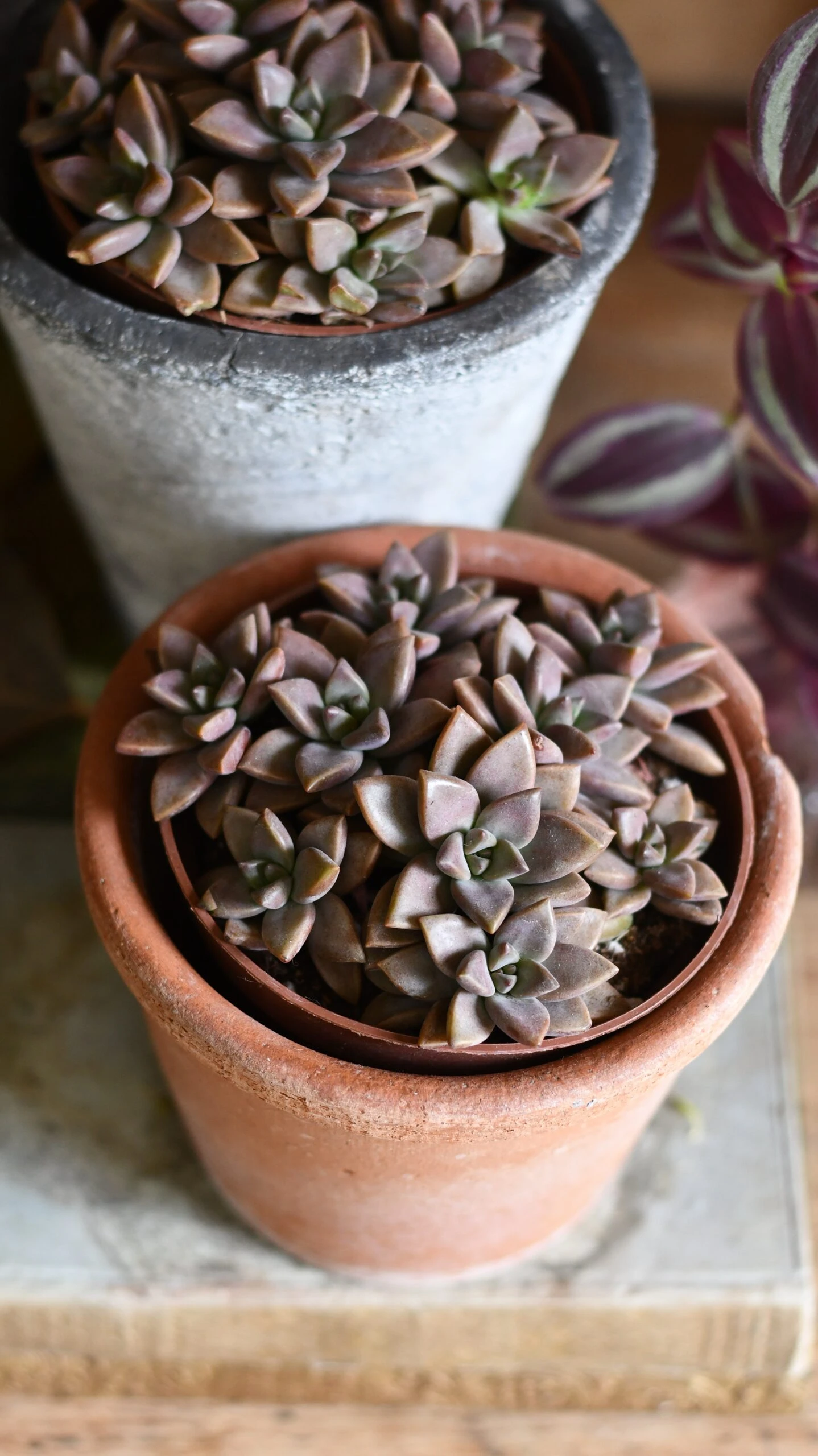 Sedum ‘Bordeaux Heart’ 1 Sedum ‘Bordeaux Heart’