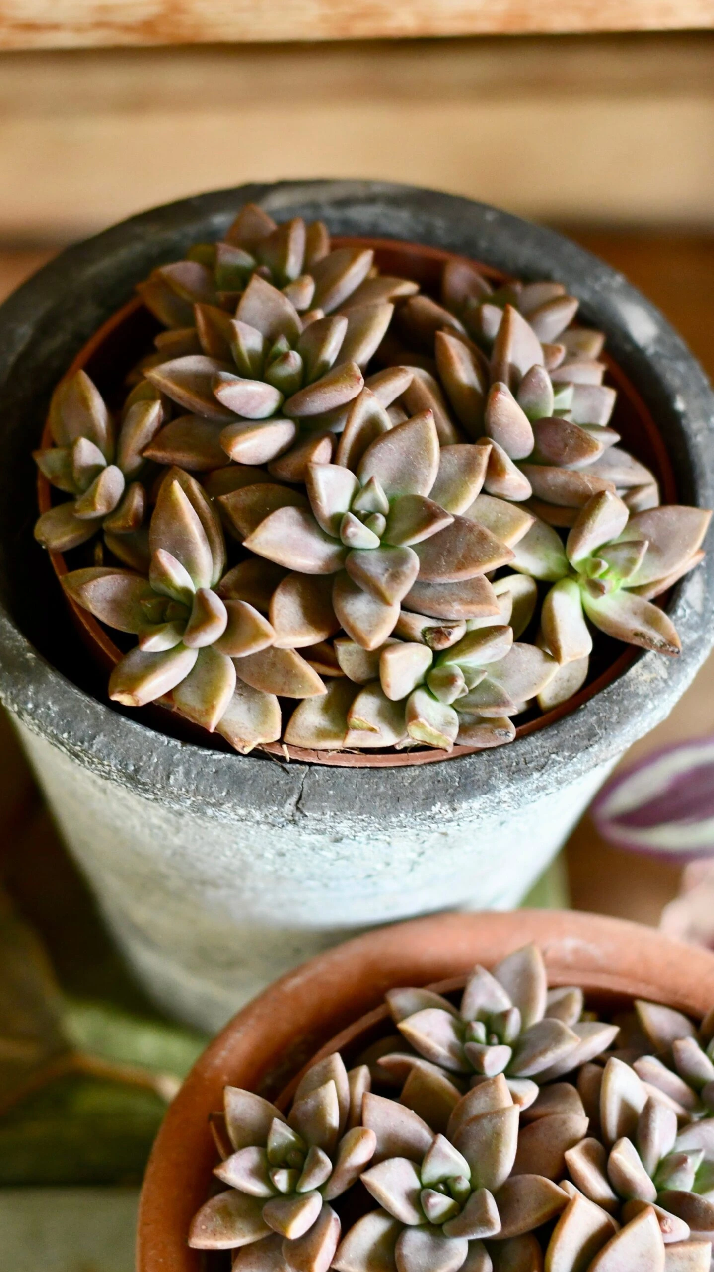 Sedum ‘Bordeaux Heart’ 3 Sedum ‘Bordeaux Heart’ - Image 3