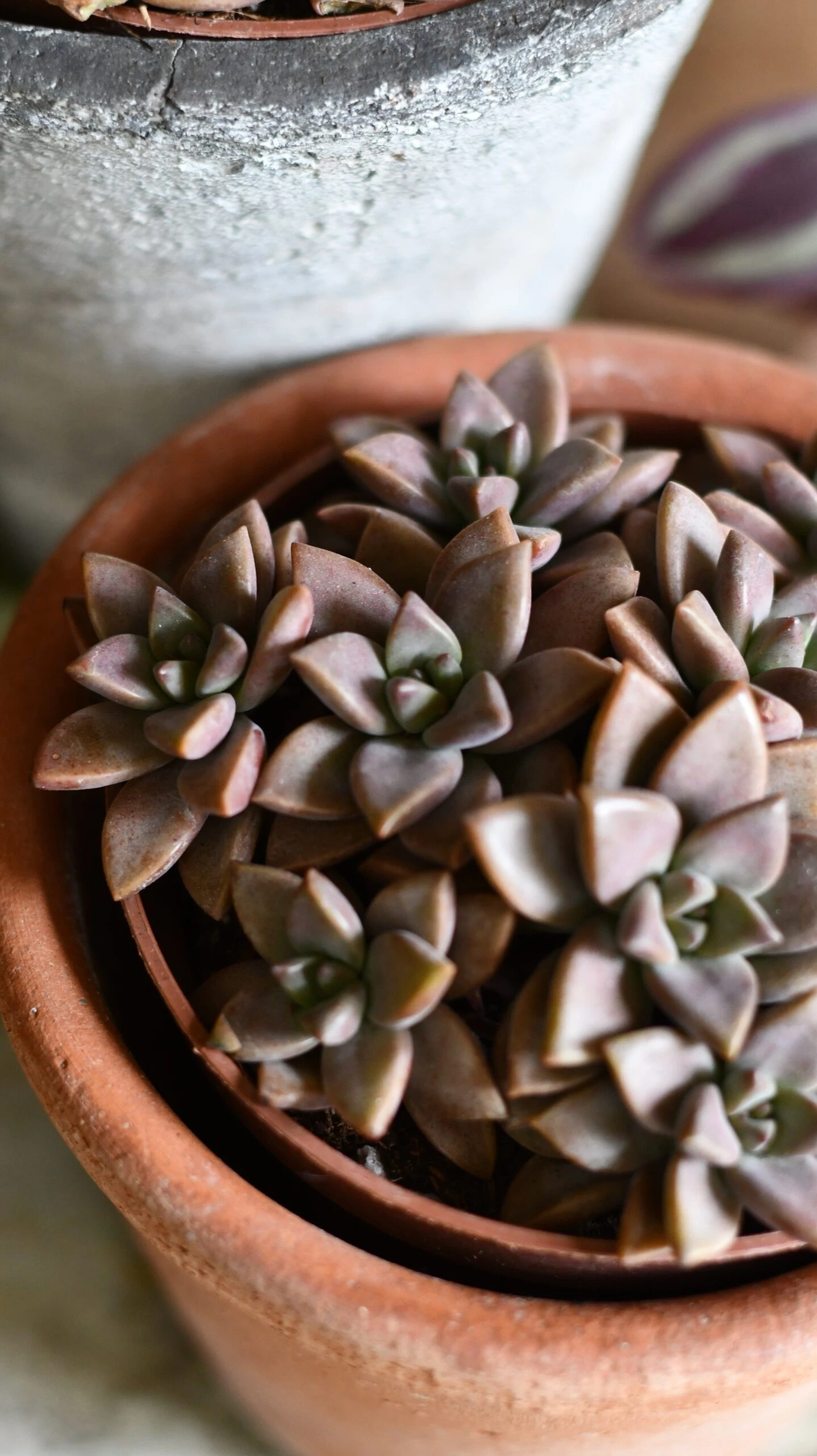 Sedum ‘Bordeaux Heart’ 2 Sedum ‘Bordeaux Heart’ - Image 2